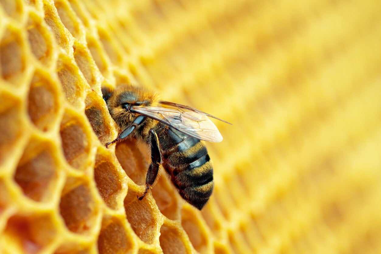 Cómo tomar el polen de abeja para perder peso