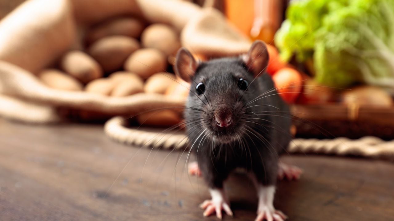 Cómo ahuyentar los ratones con repelentes y trampas?