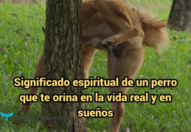 que significa como un perro