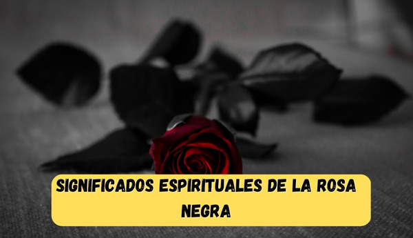 11 Significados espirituales de la rosa negra: En las relaciones y el amor  - Belleza estética