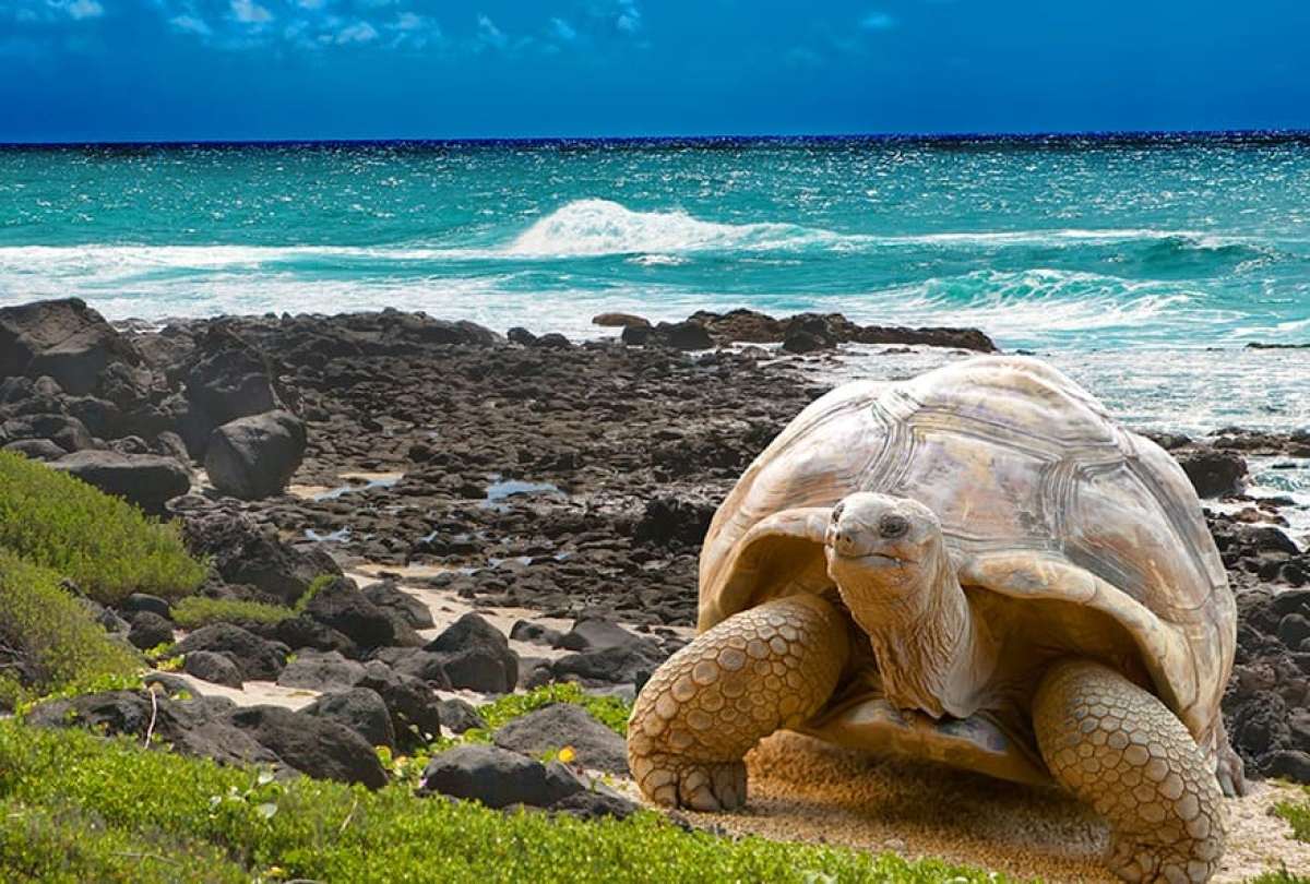 5 atractivos turísticos que sólo verás en las Islas Galápagos - Belleza  estética